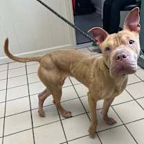 Thumbnail photo of Honeybun  #2