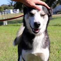 Thumbnail photo of Haku JuM* #4