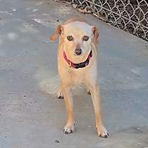 Thumbnail photo of Taffy #2