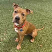 adopt-pet