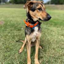 Thumbnail photo of Loki #3