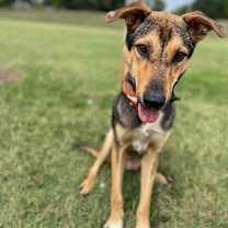 Thumbnail photo of Loki #4