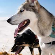 adopt-pet