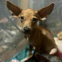adopt-pet