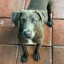 Thumbnail photo of STEVIE #1