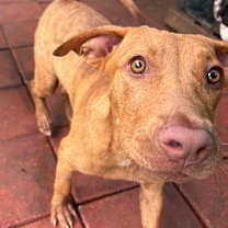 Thumbnail photo of CHRISTINE #2