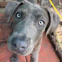 Thumbnail photo of STEVIE #3