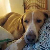 Thumbnail photo of Hammy - Fee Fully Sponsored #3