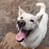 Thumbnail photo of Blanche #2