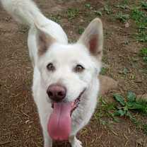 Thumbnail photo of Blanche #4