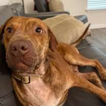 Thumbnail photo of TYSON #2