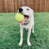 Thumbnail photo of Daisy #3