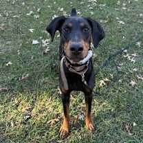 Thumbnail photo of Pearl #3