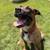 Thumbnail photo of Bella #1