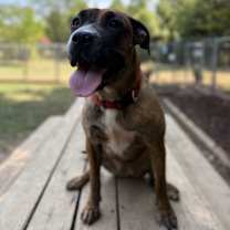 Thumbnail photo of Bella #3