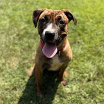 Thumbnail photo of Bella #4