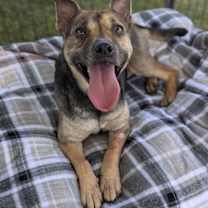 Thumbnail photo of Cersi #1