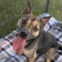 Thumbnail photo of Cersi #2