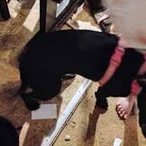 Thumbnail photo of Bellatrix (bella) #2