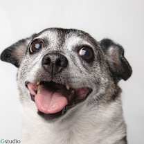 Thumbnail photo of Milo - M #1