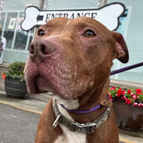 Thumbnail photo of Canelo #1