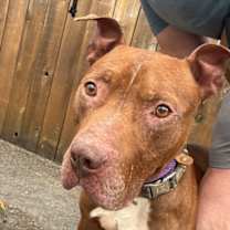 Thumbnail photo of Canelo #2