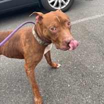 Thumbnail photo of Canelo #3