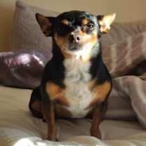 Thumbnail photo of Mocha #1