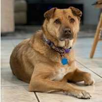 adopt-pet