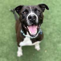 adopt-pet