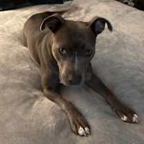 Thumbnail photo of Bourbon - IN FOSTER #3