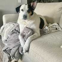 adopt-pet