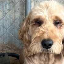 Thumbnail photo of Ivy #1