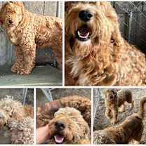 Thumbnail photo of Ivy #2