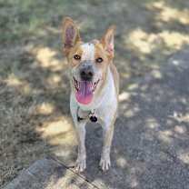 Thumbnail photo of Muffin #3