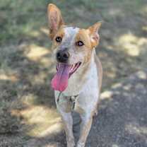 Thumbnail photo of Muffin #4