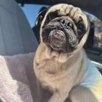 Thumbnail photo of Fred Astaire #2