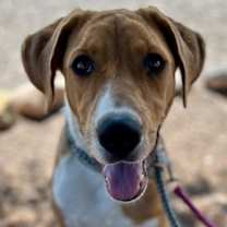 adopt-pet