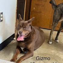 Thumbnail photo of Gizmo #2