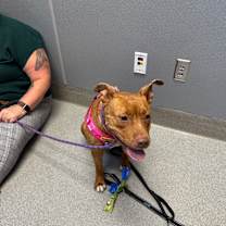 Thumbnail photo of Jolene #2