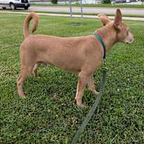 Thumbnail photo of Scrappy #4