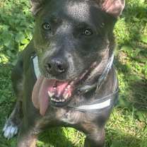 Thumbnail photo of Kohana #1