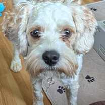 Thumbnail photo of Huckleberry #2