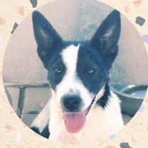 adopt-pet