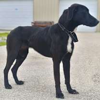 Thumbnail photo of Ebony #2