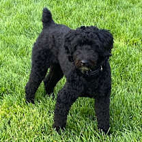 Thumbnail photo of Armstrong #1