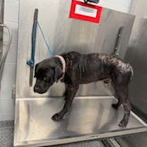 Thumbnail photo of Frisco #2