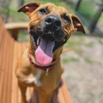 Thumbnail photo of Taffy #4