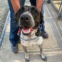 Thumbnail photo of Scarlet #2