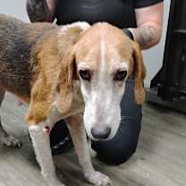 Thumbnail photo of Buttercup @ Foster #2